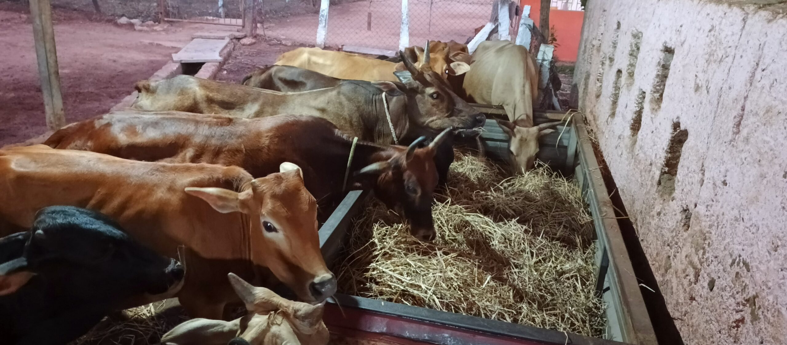 Malenadu Gidda cows eating fresh fodder at the Hebri goshala
