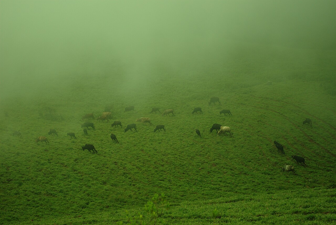 Misty pasture at Hebri in the Western Ghats