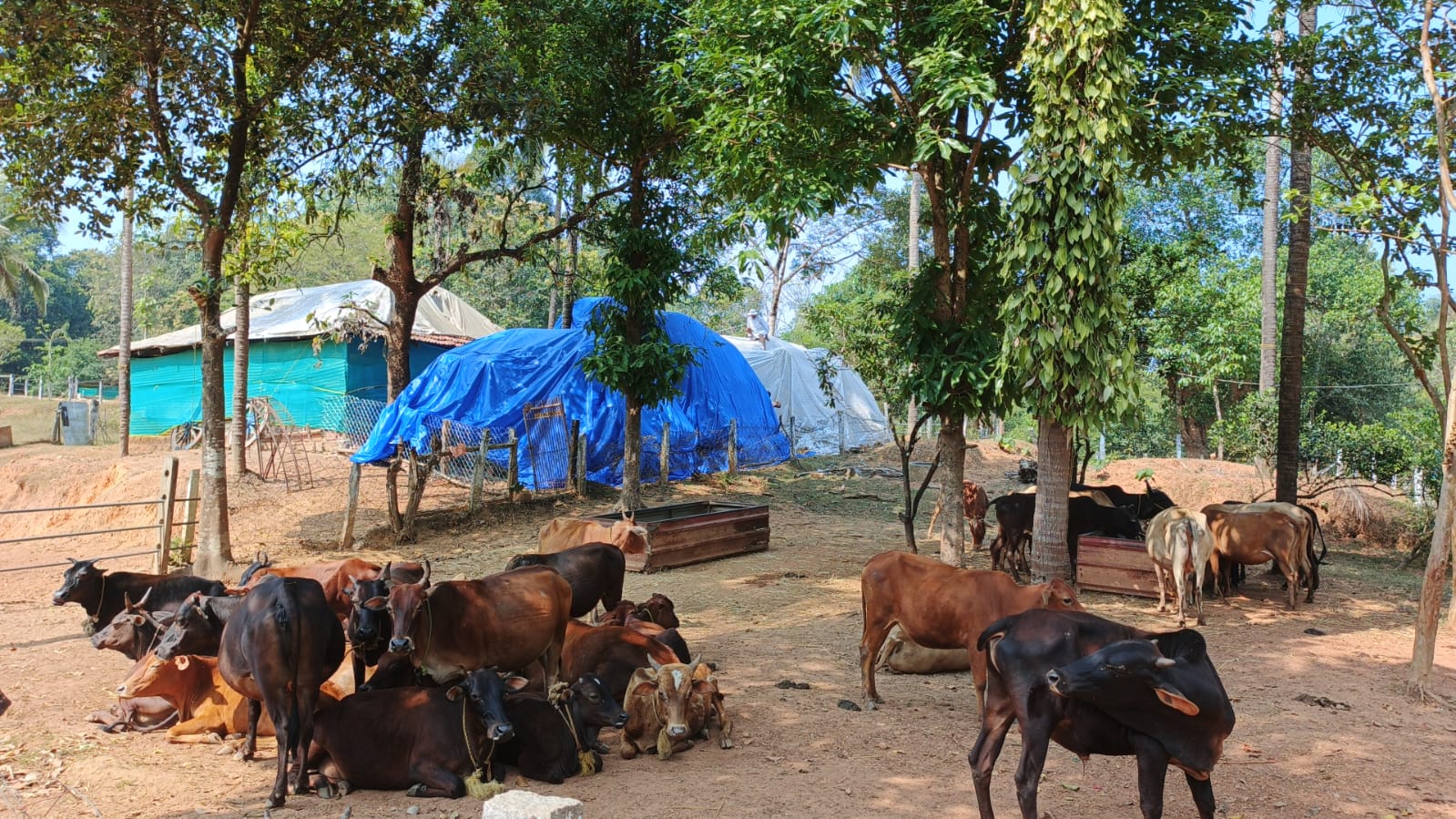 Cows grazing at Hebri Goshala