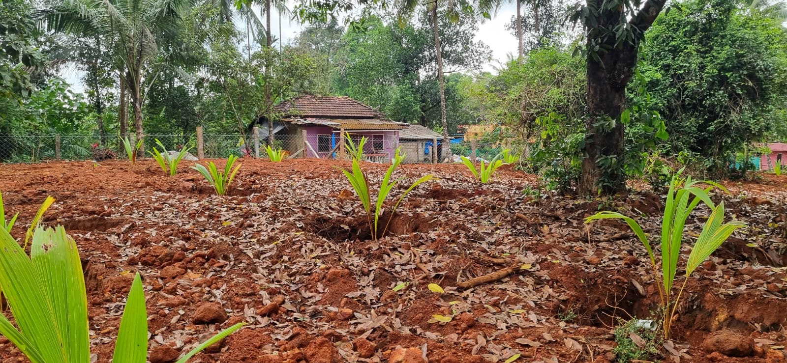 Newly planted coconut saplings