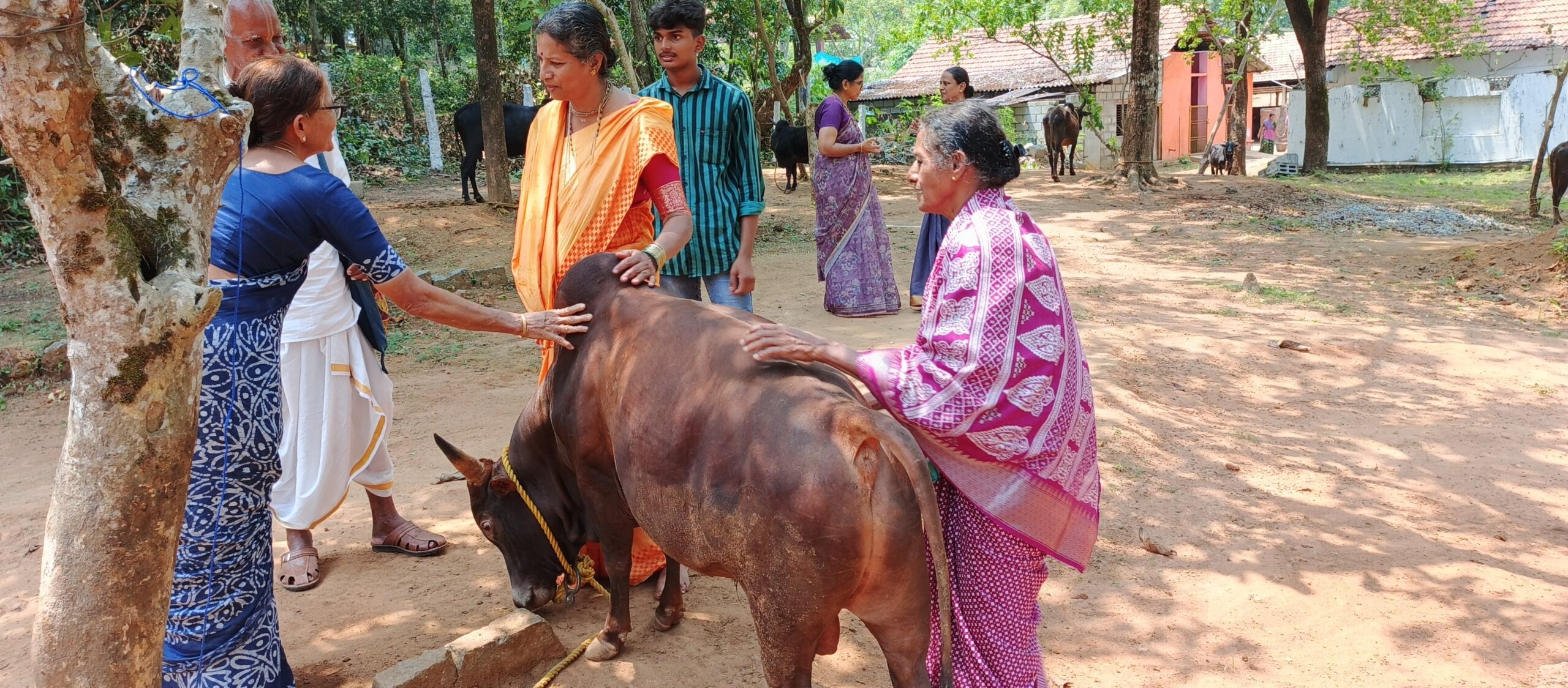 Gau puja at the goshala