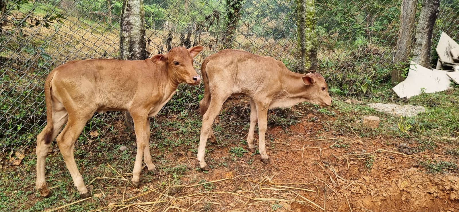 Malenadu Gidda calves