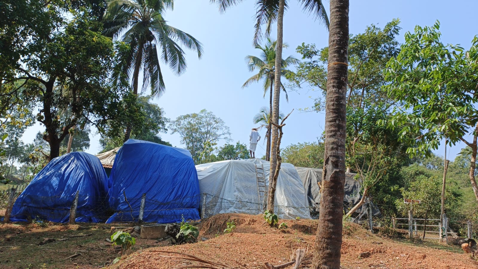 Goshala under tarpaulin