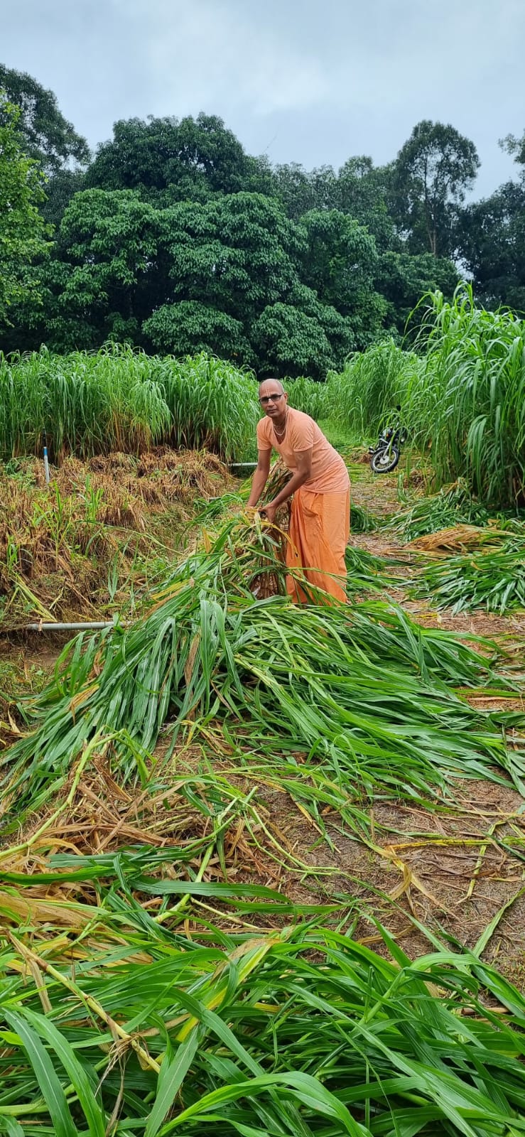 Harvesting Super Napier grass