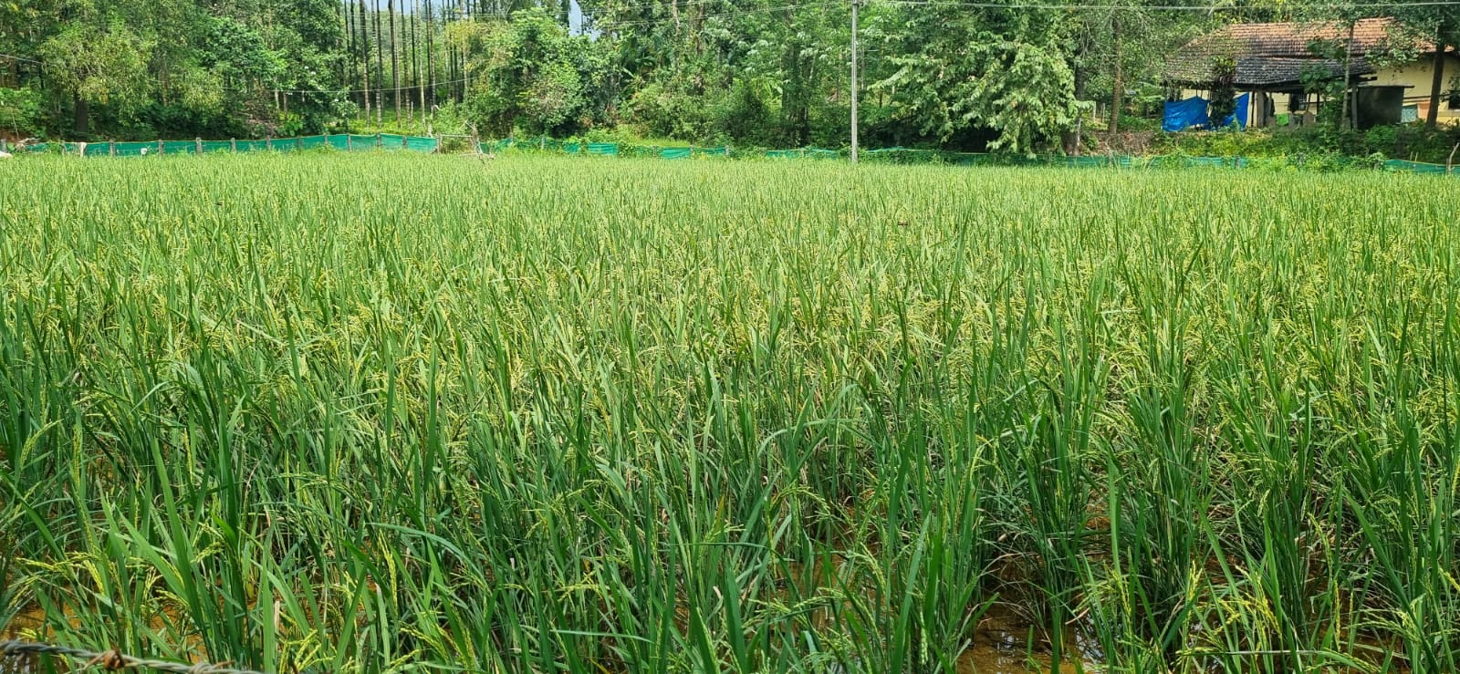 Chemical-free paddy fields at Hebri