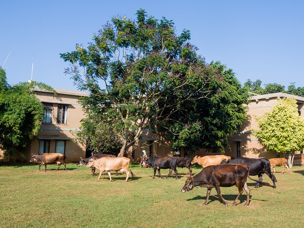 The herd walking across the pasture