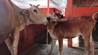Mother cow and calf at Hebri